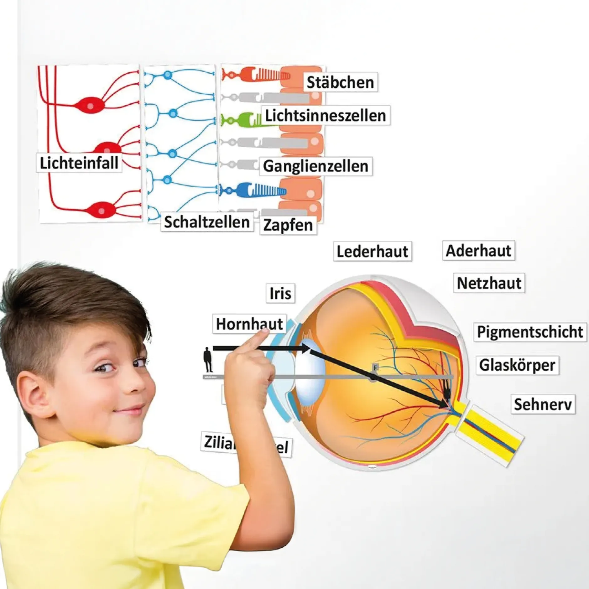 Auge und Sehvorgang (magnetisch)