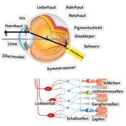 Auge und Sehvorgang (magnetisch)