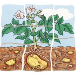 beleduc Schichten-Puzzle "Kartoffel", 30-tlg.