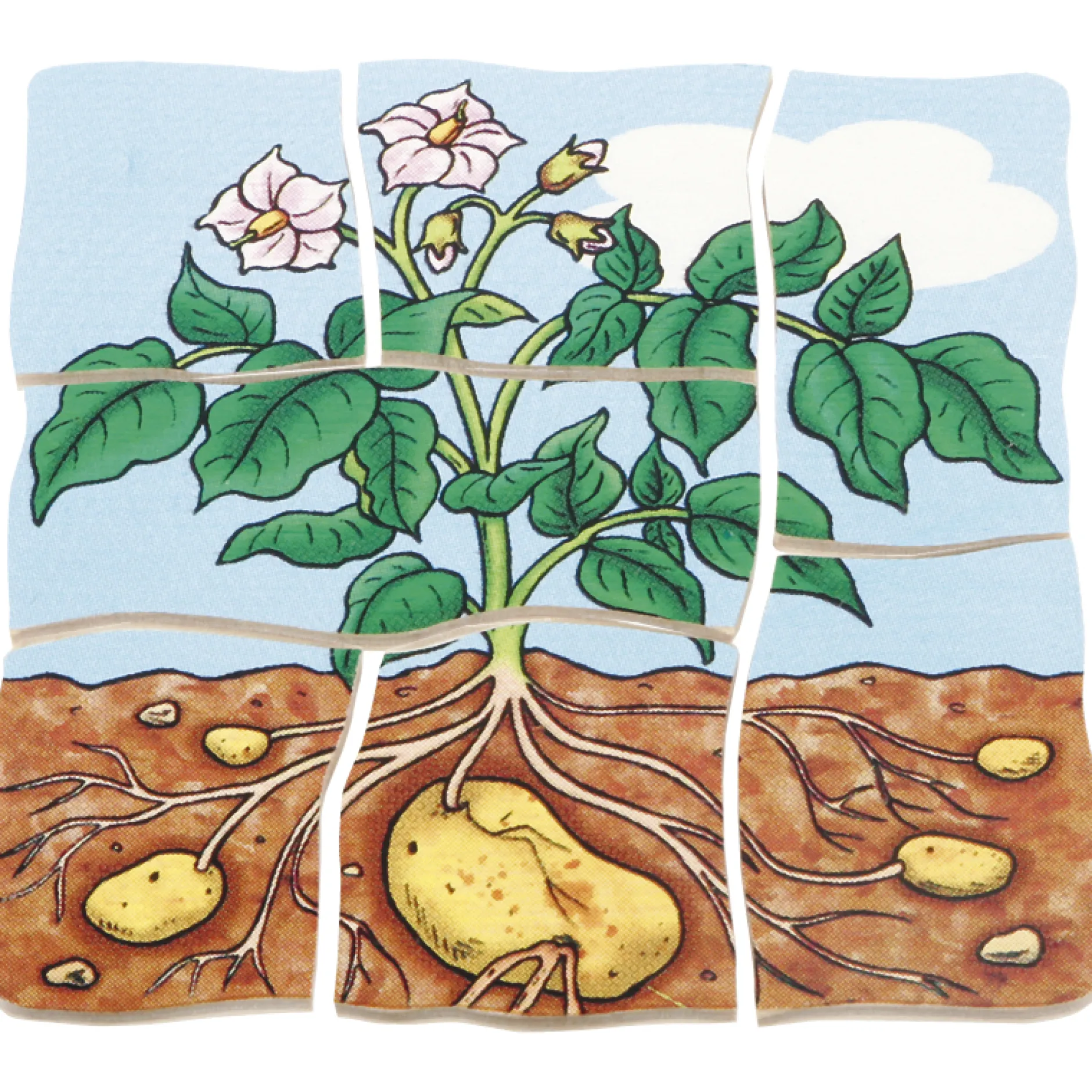 beleduc Schichten-Puzzle "Kartoffel", 30-tlg.