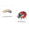 Das große Insekten Memo, 61-tlg.
