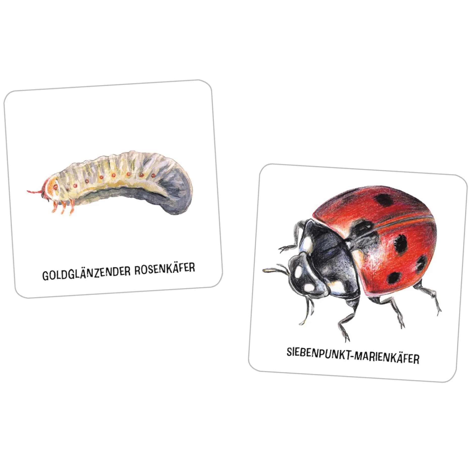 Das große Insekten Memo, 61-tlg.