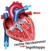 Das Herz von innen und außen (magnetisch)