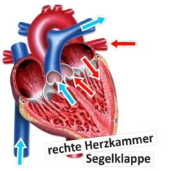 Das Herz von innen und außen (magnetisch)