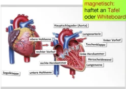 Das Herz von innen und außen (magnetisch)