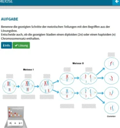 Didaktische DVD Mitose und Meiose (tabletfähig)