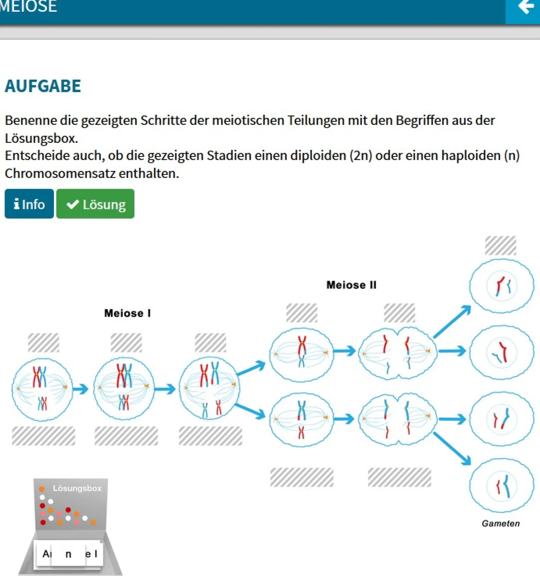 Didaktische DVD Mitose und Meiose (tabletfähig)