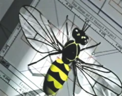 DVD-Lehrfilm Die faszinierende Welt der Insekten
