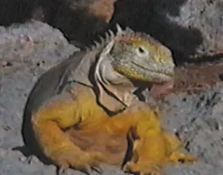 DVD-Lehrfilm Die Galapagosinseln