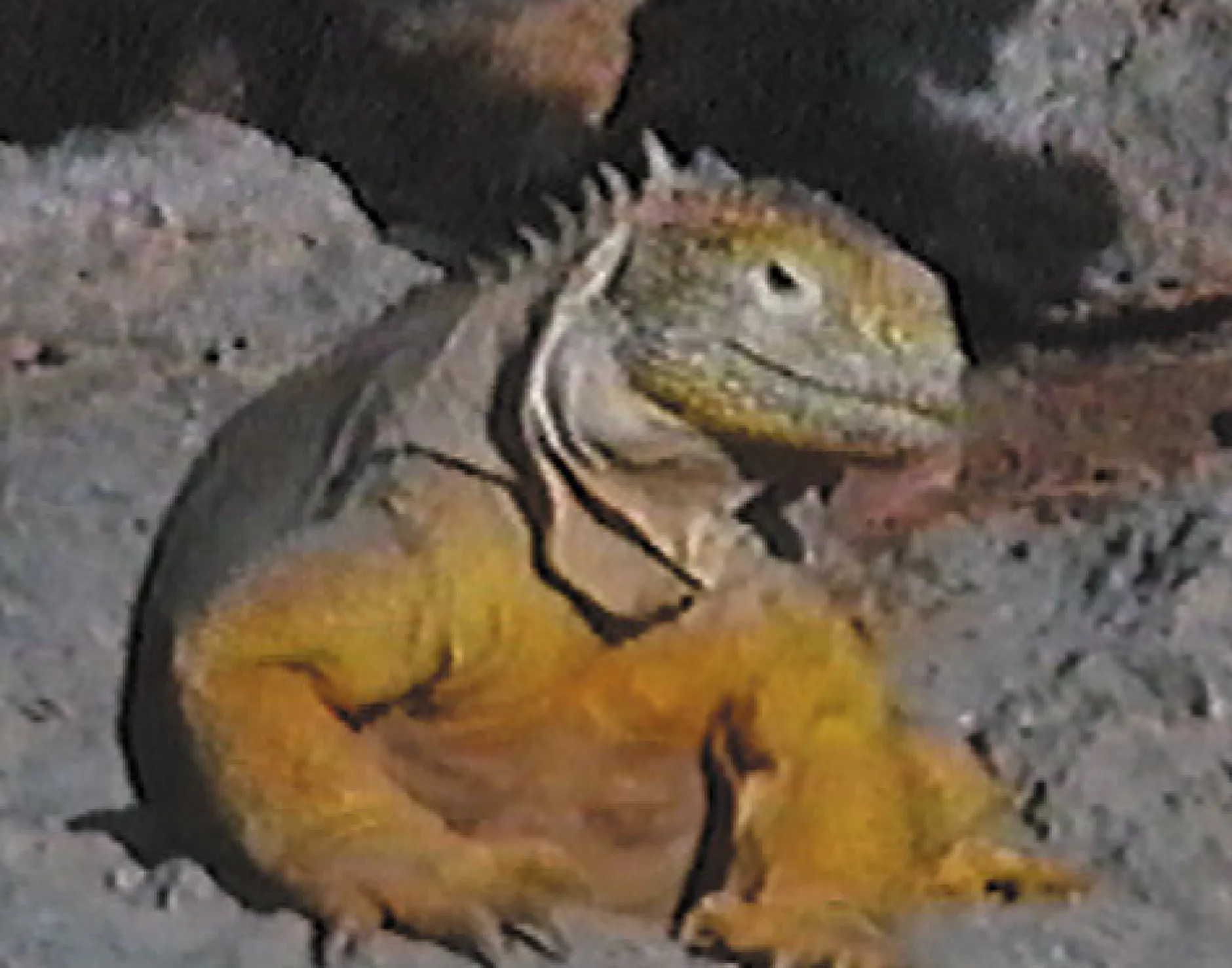 DVD-Lehrfilm Die Galapagosinseln