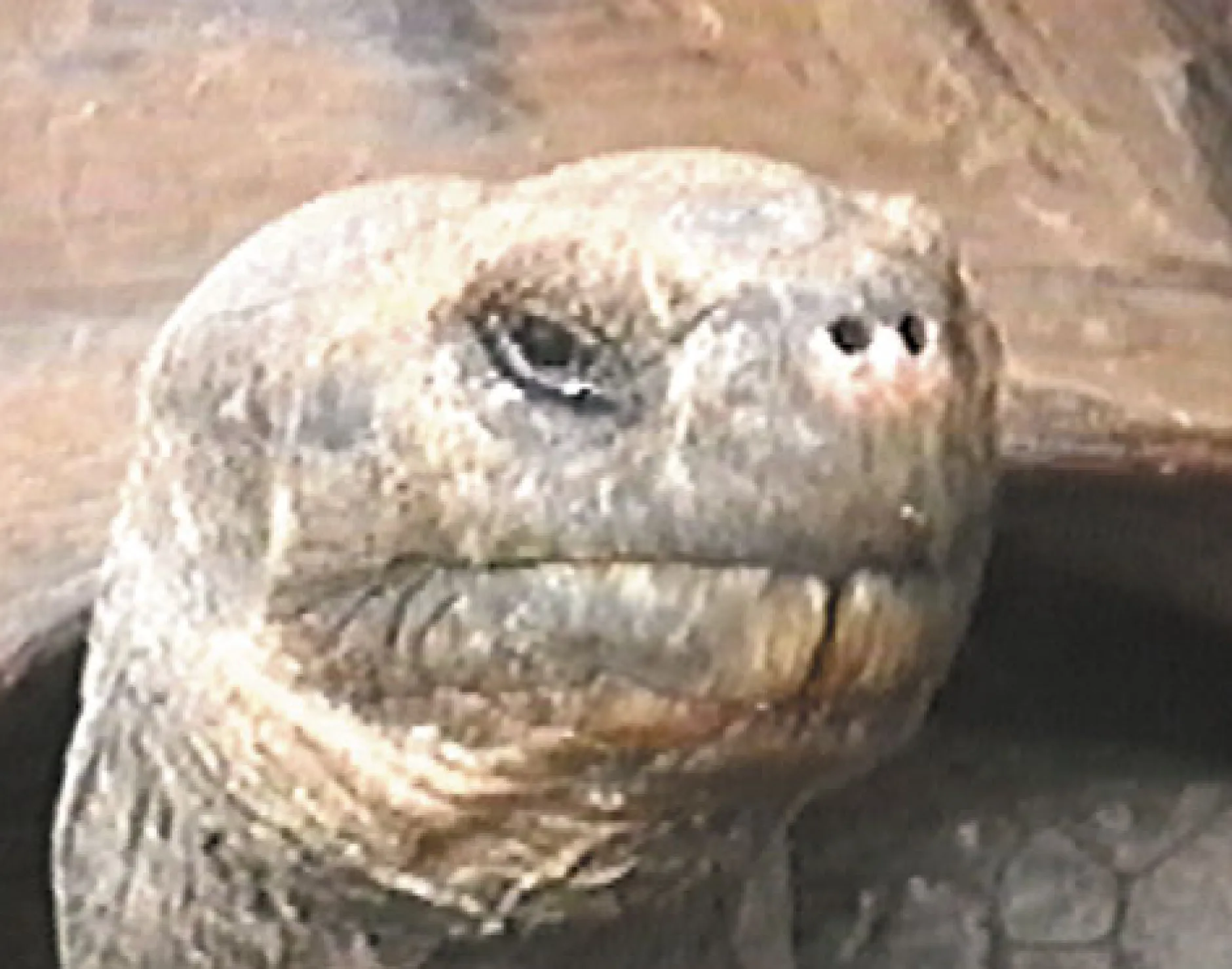 DVD-Lehrfilm Die Galapagosinseln