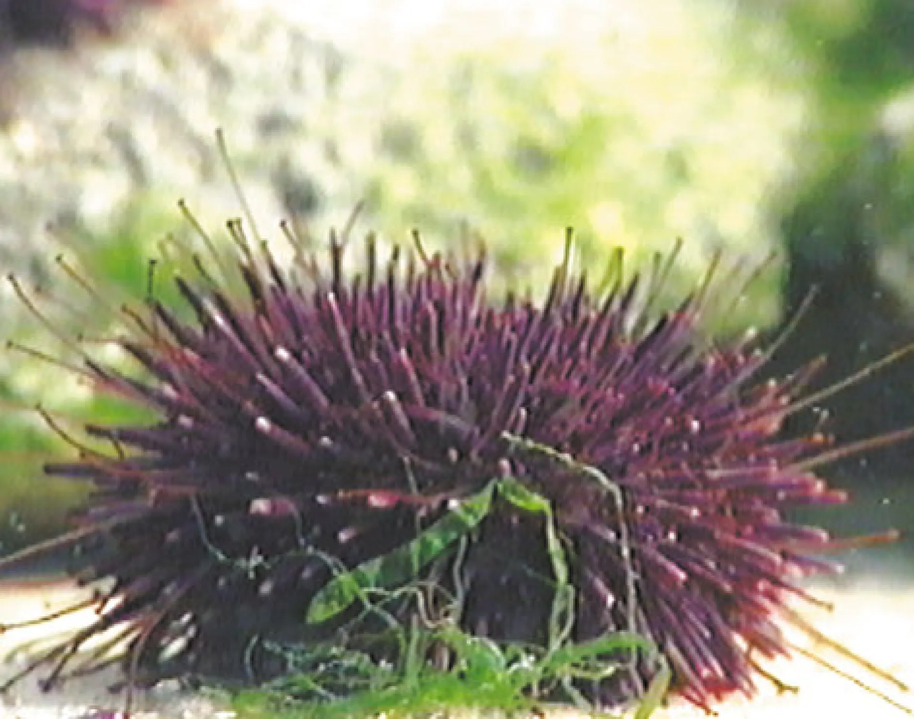 DVD-Lehrfilm Embryonalentwicklung: Seeigel + Frosch