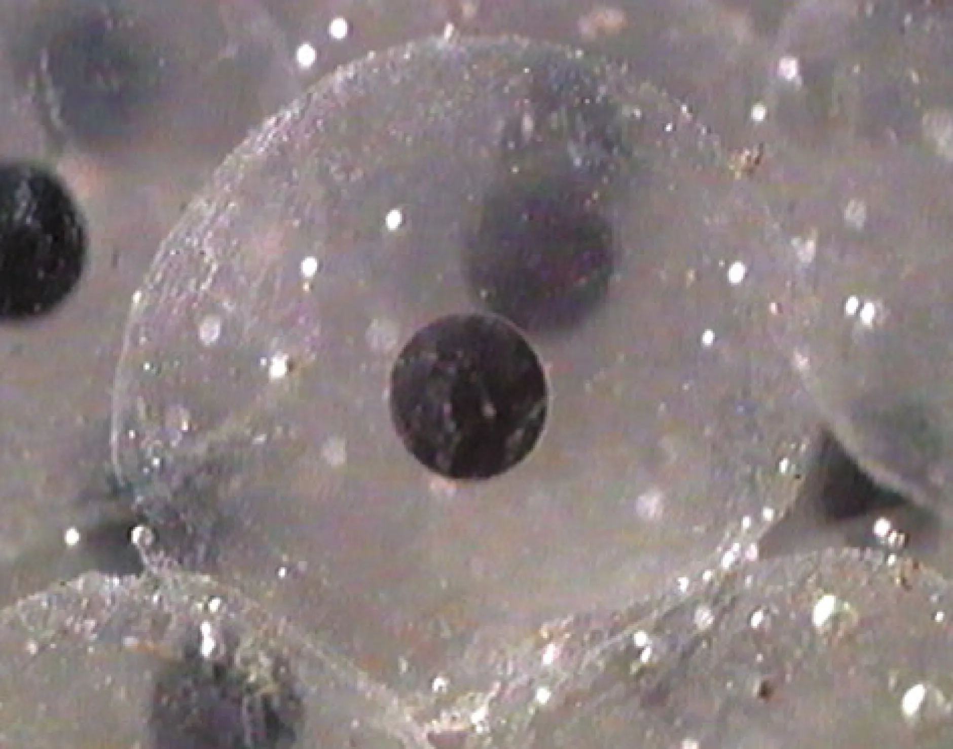 DVD-Lehrfilm Embryonalentwicklung: Seeigel + Frosch