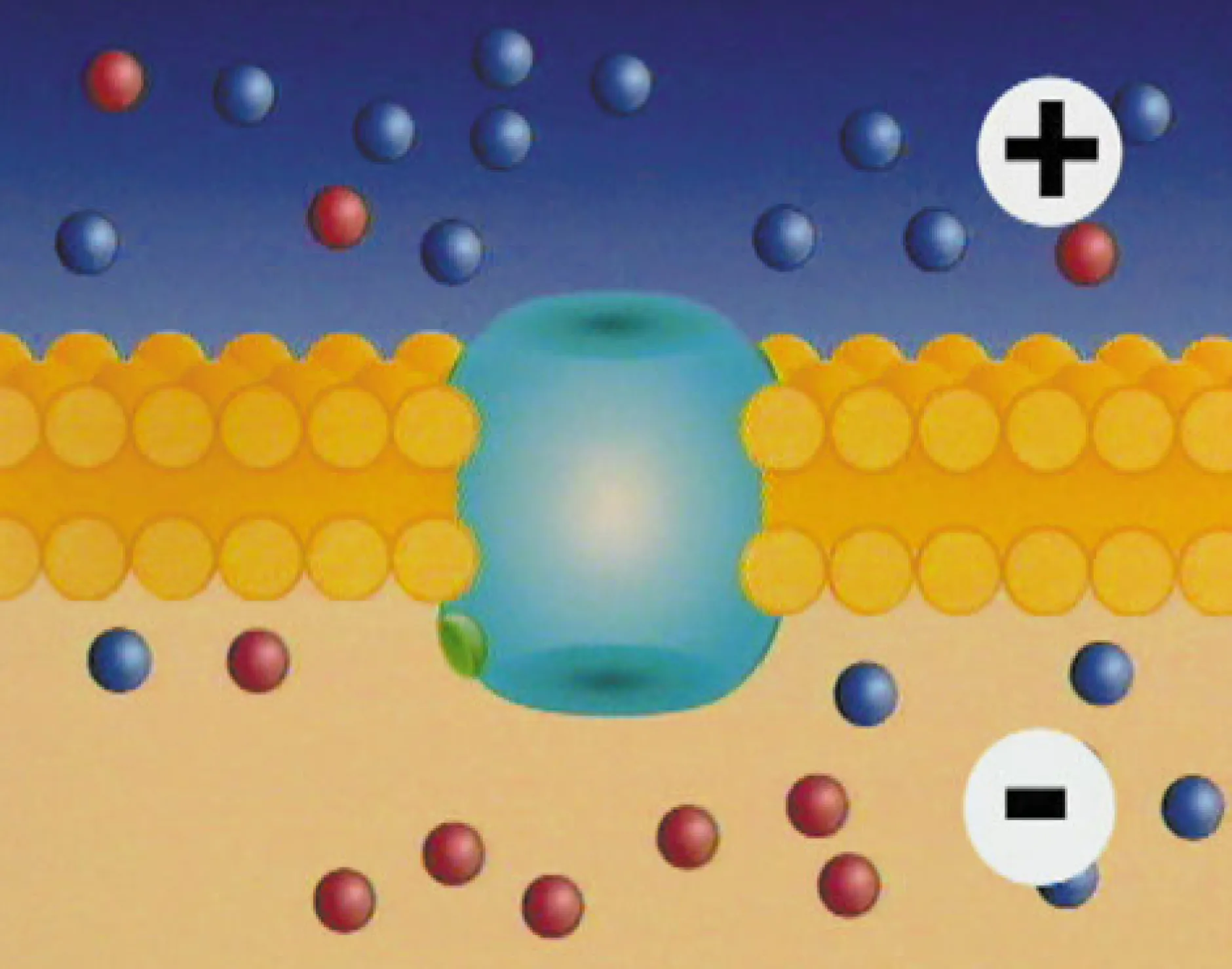 DVD-Lehrfilm Membranpotenziale