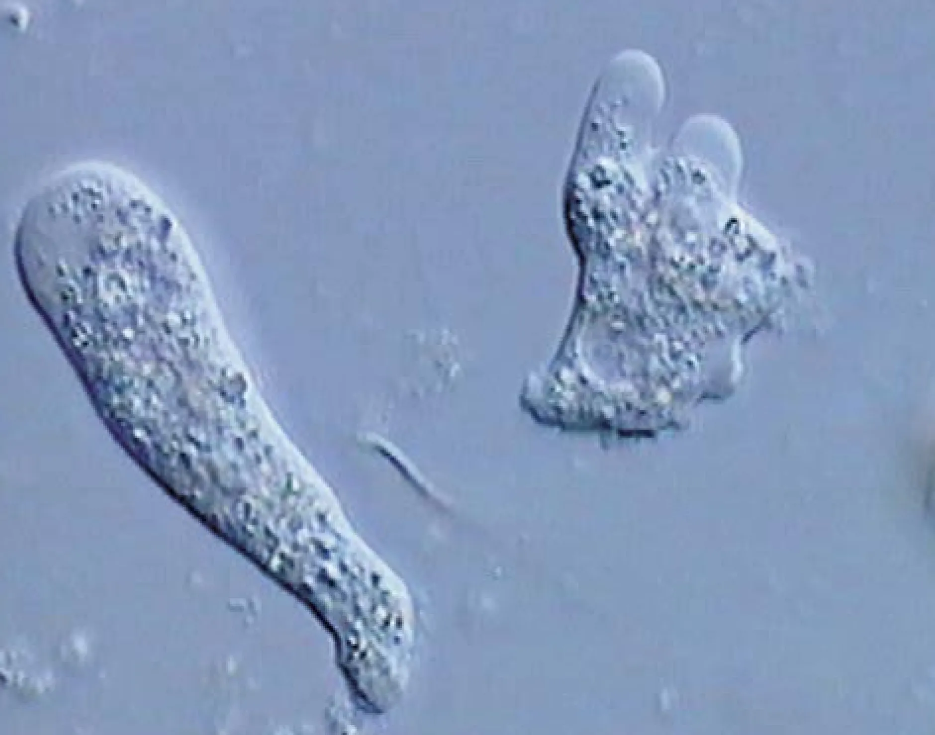 DVD-Lehrfilm Protozoen - Aus der Welt der Einzeller