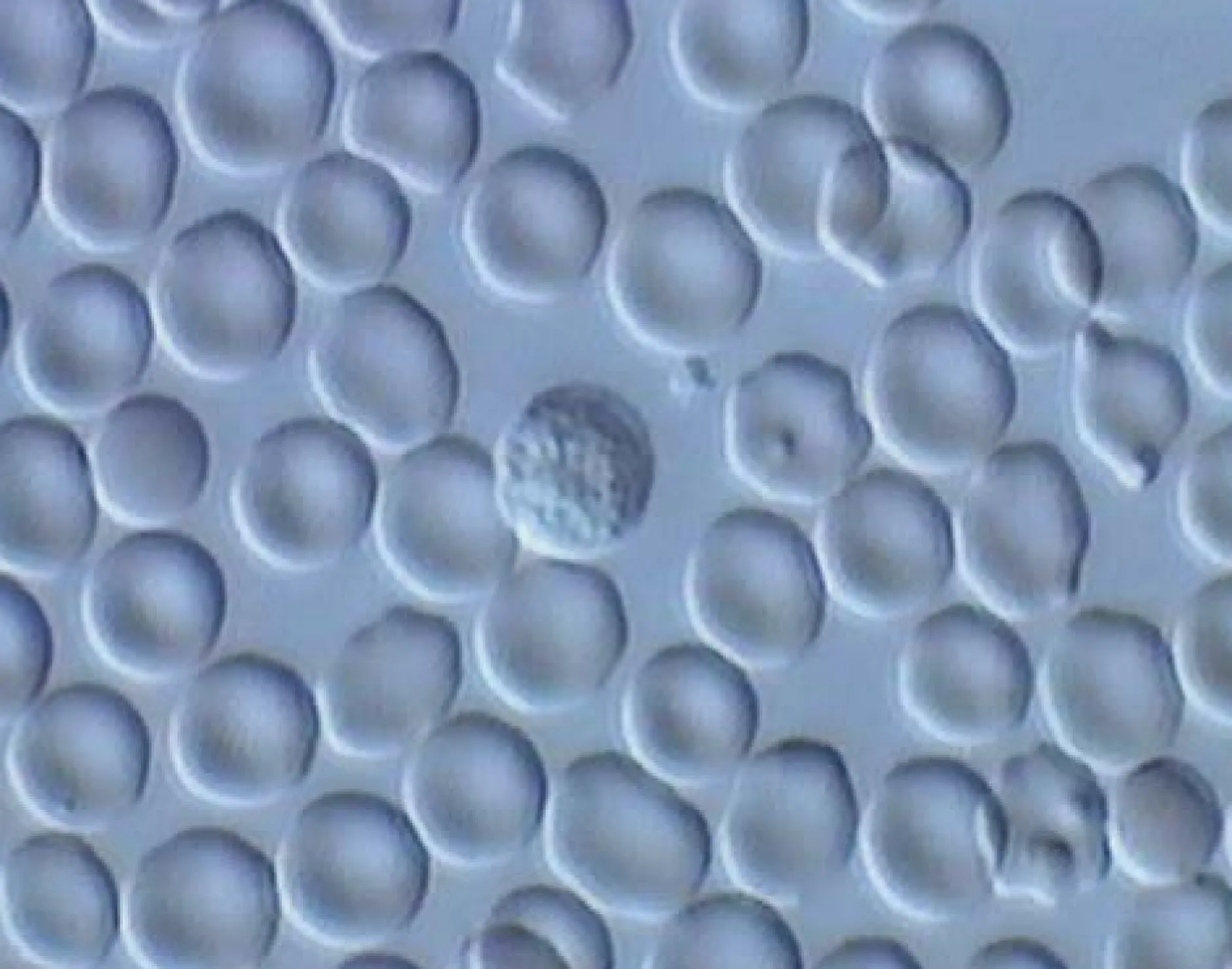 DVD-Lehrfilm Protozoen - Aus der Welt der Einzeller