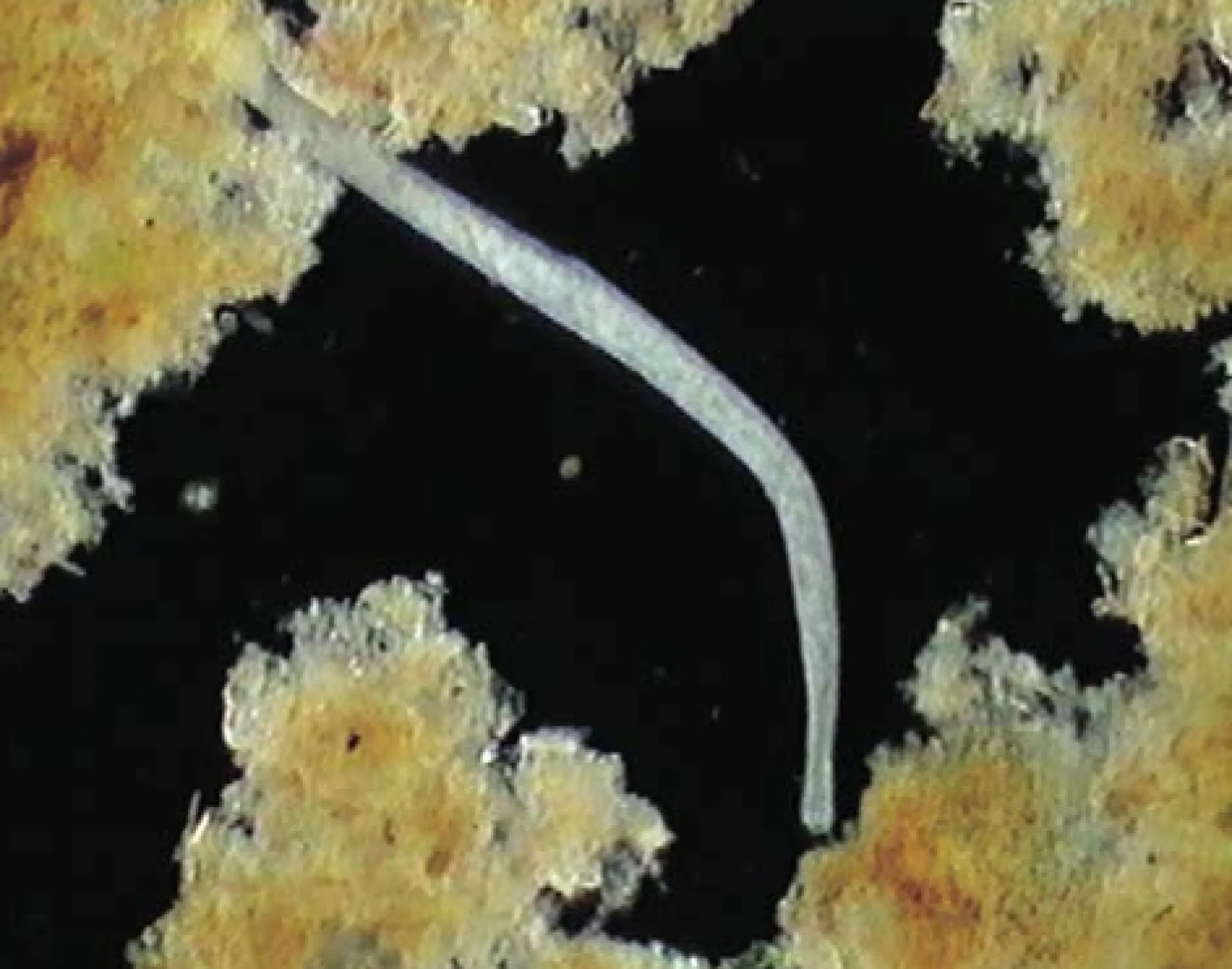 DVD-Lehrfilm Protozoen - Aus der Welt der Einzeller