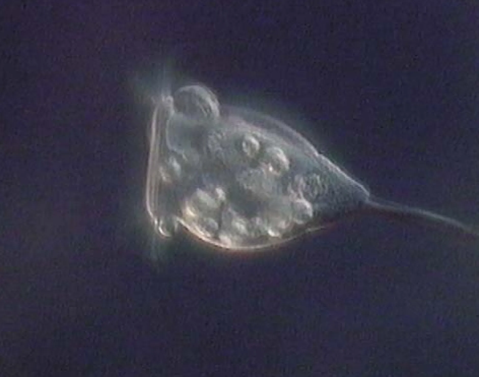 DVD-Lehrfilm Protozoen - Aus der Welt der Einzeller