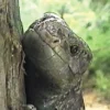 DVD-Lehrfilm Reptilien