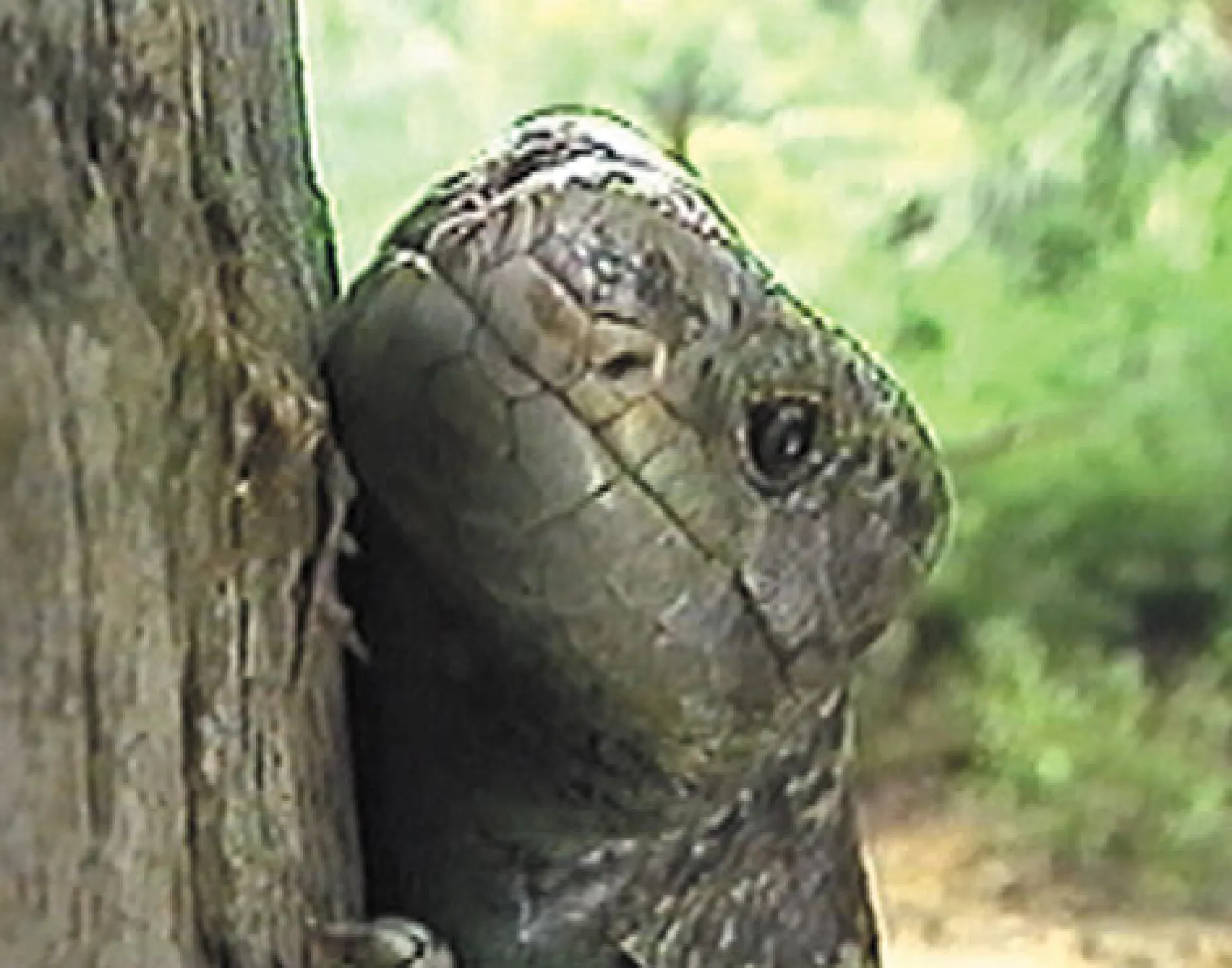 DVD-Lehrfilm Reptilien
