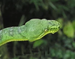 DVD-Lehrfilm Reptilien