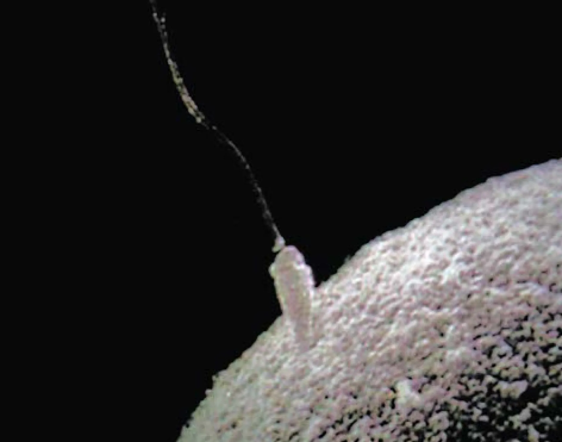 DVD-Lehrfilm Schlüssel zur genetischen Vielfalt - Meiose, Crossing-over, Mutationen
