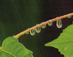 DVD-Lehrfilm Wasserkreislauf in der Natur