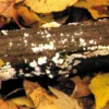 DVD-Lehrfilm Zurück zur Erde - Der Stoffkreislauf im Wald