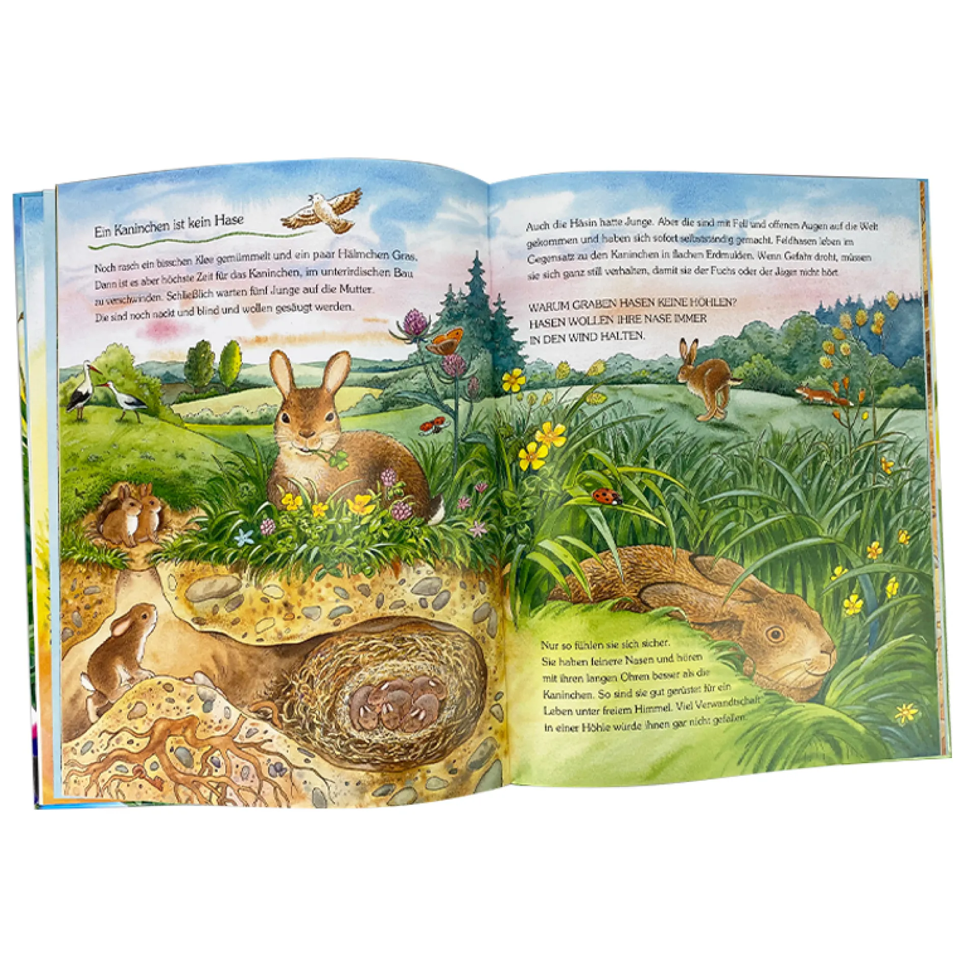 Eine Geschichte mit vielen Sachinformationen – Der kleine Marienkäfer und die Tiere auf der Wiese