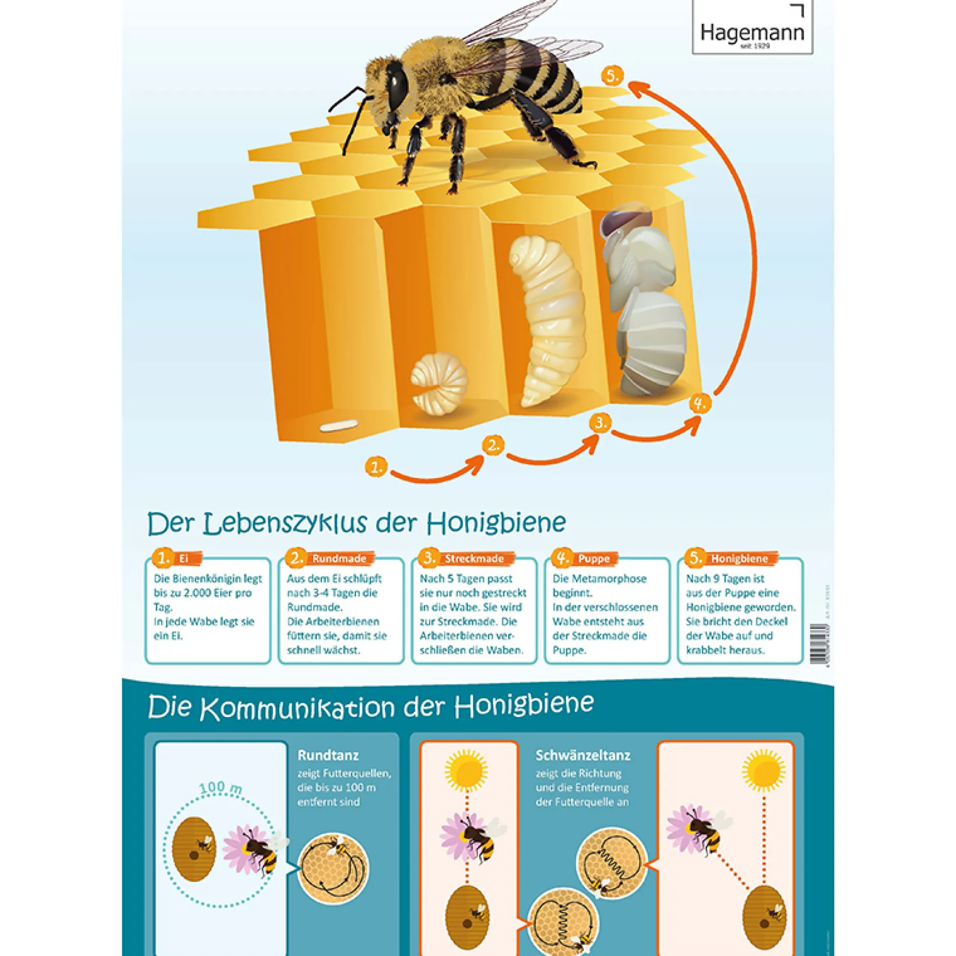 3er-Set Lebenszyklus-Poster