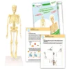 Experimentierset Skelett