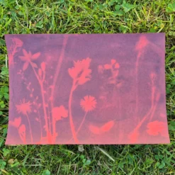 Farbiges Foto-Solarpapier DIN A 5 mit Fixierscheibe (pink, grün, gelb, rot), 16 Blatt