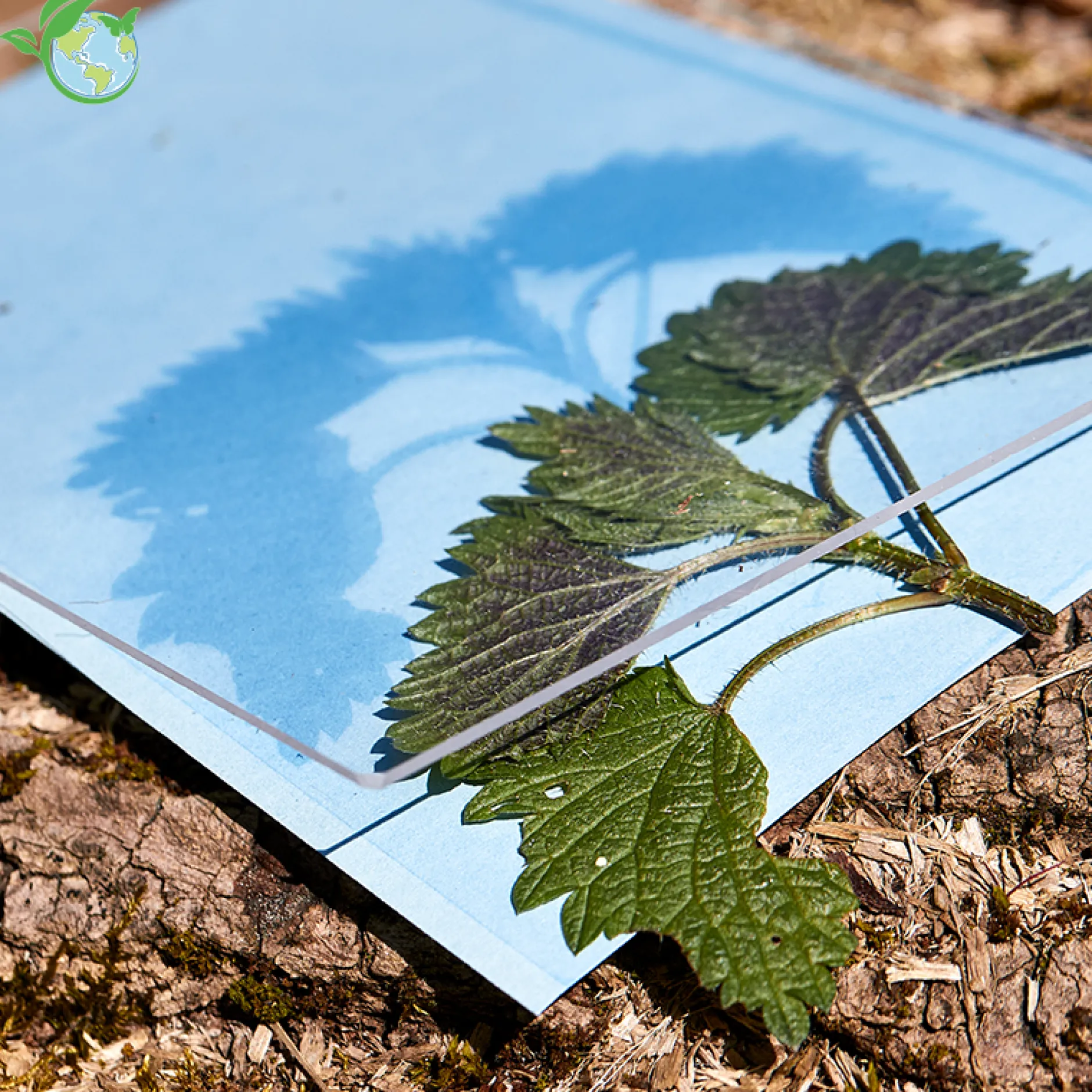 Foto-Solarpapier mit Fixierscheibe (40 Blatt 17,8 x 12,7 cm)