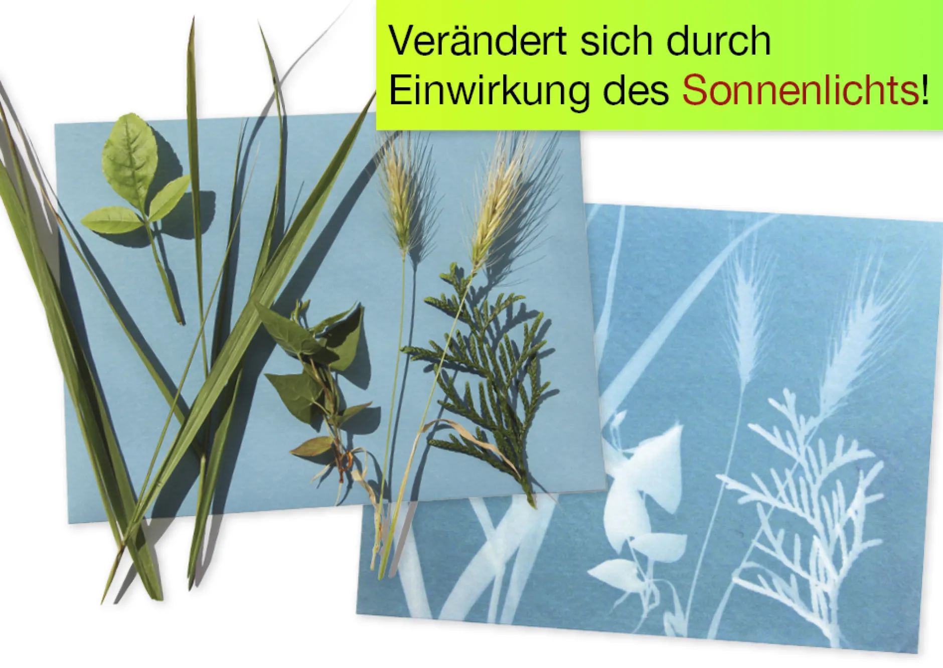 Foto-Solarpapier mit Fixierscheibe (40 Blatt 17,8 x 12,7 cm)