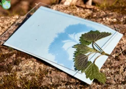 Foto-Solarpapier mit Fixierscheibe (40 Blatt 17,8 x 12,7 cm)