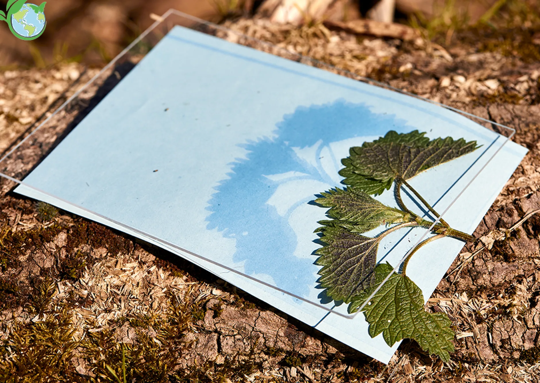 Foto-Solarpapier mit Fixierscheibe (40 Blatt 17,8 x 12,7 cm)