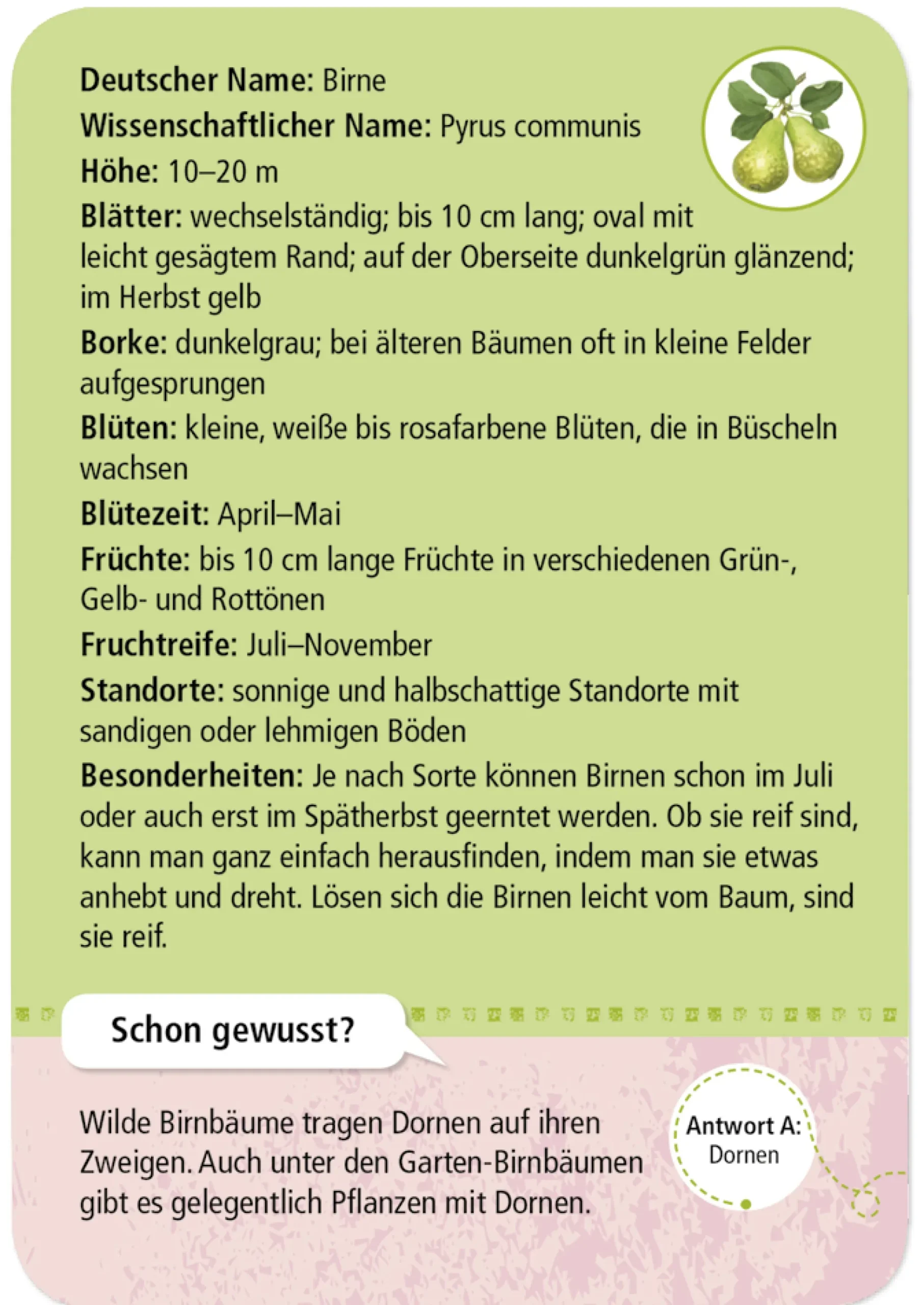 50 Garten- & Feldpflanzen entdecken und bestimmen