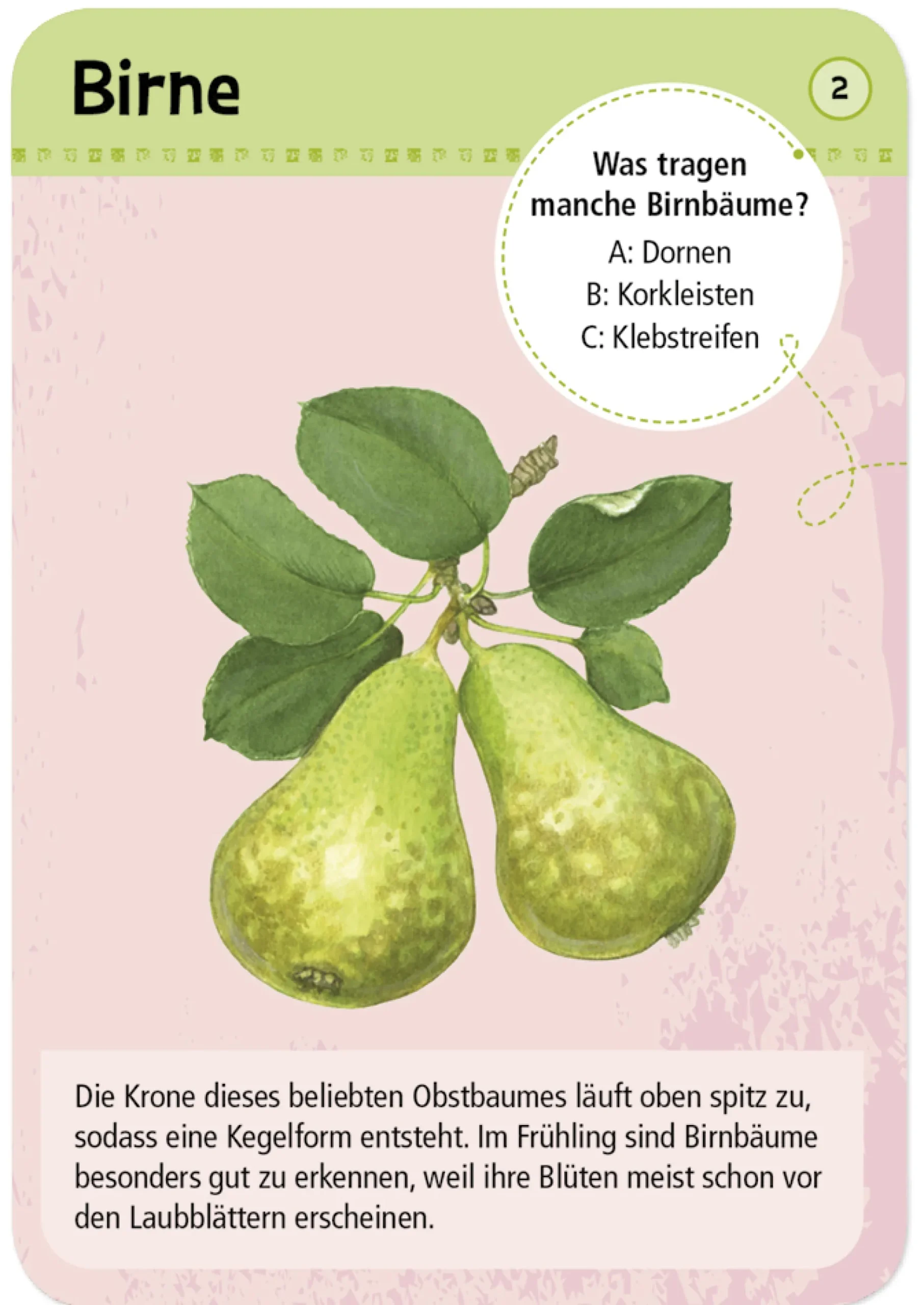 50 Garten- & Feldpflanzen entdecken und bestimmen