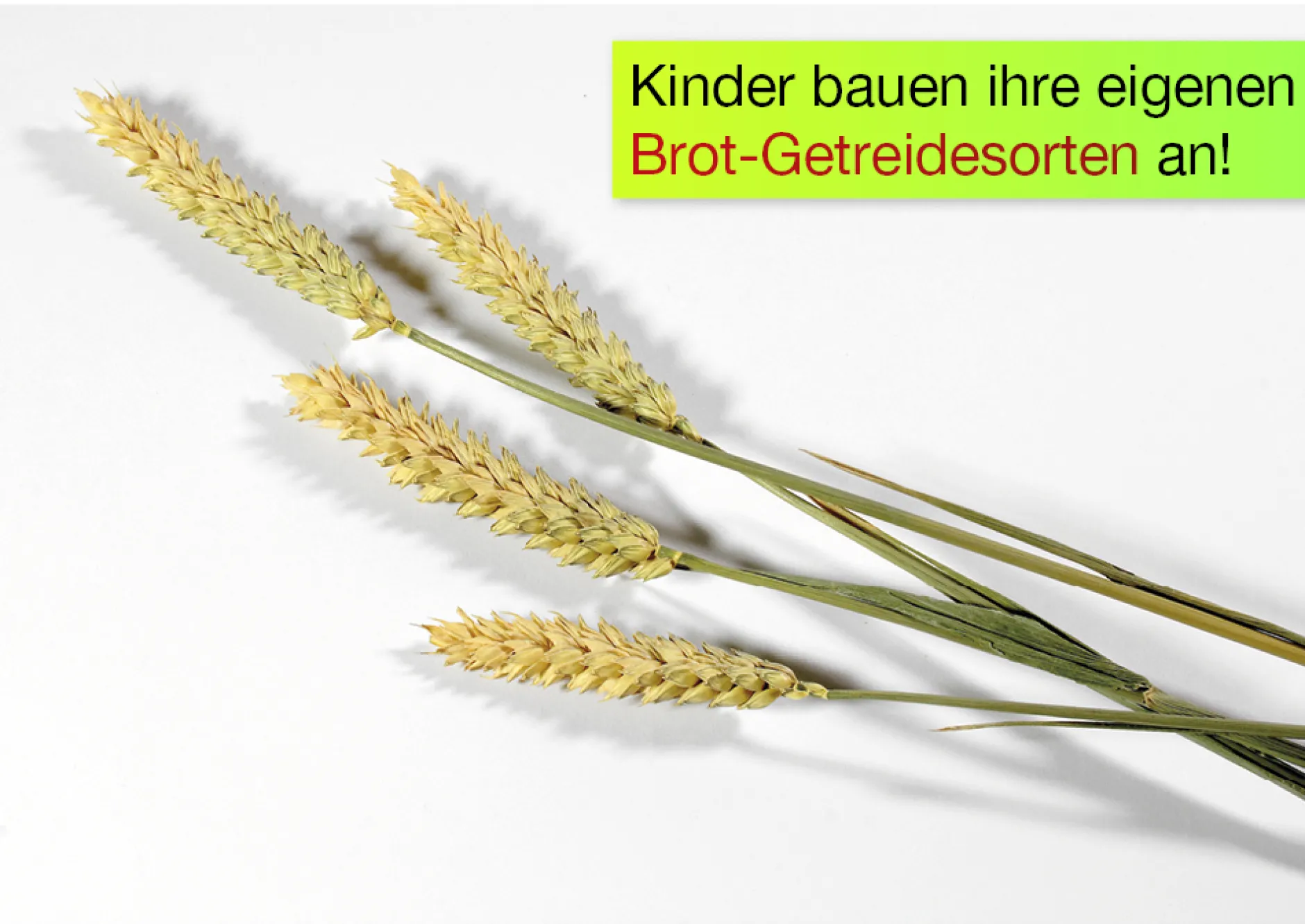 Getreide-Zuchtset