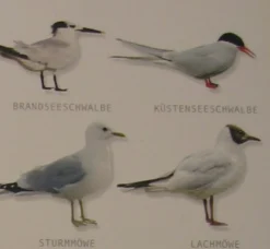 Hagemann Bestimmungstafel Seevögel