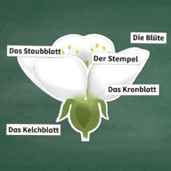 Hagemann Kirschblüte: Aufbau, Bestäubung, Befruchtung, magnetisch, 31-tlg.