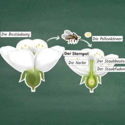 Hagemann Kirschblüte: Aufbau, Bestäubung, Befruchtung, magnetisch, 31-tlg.