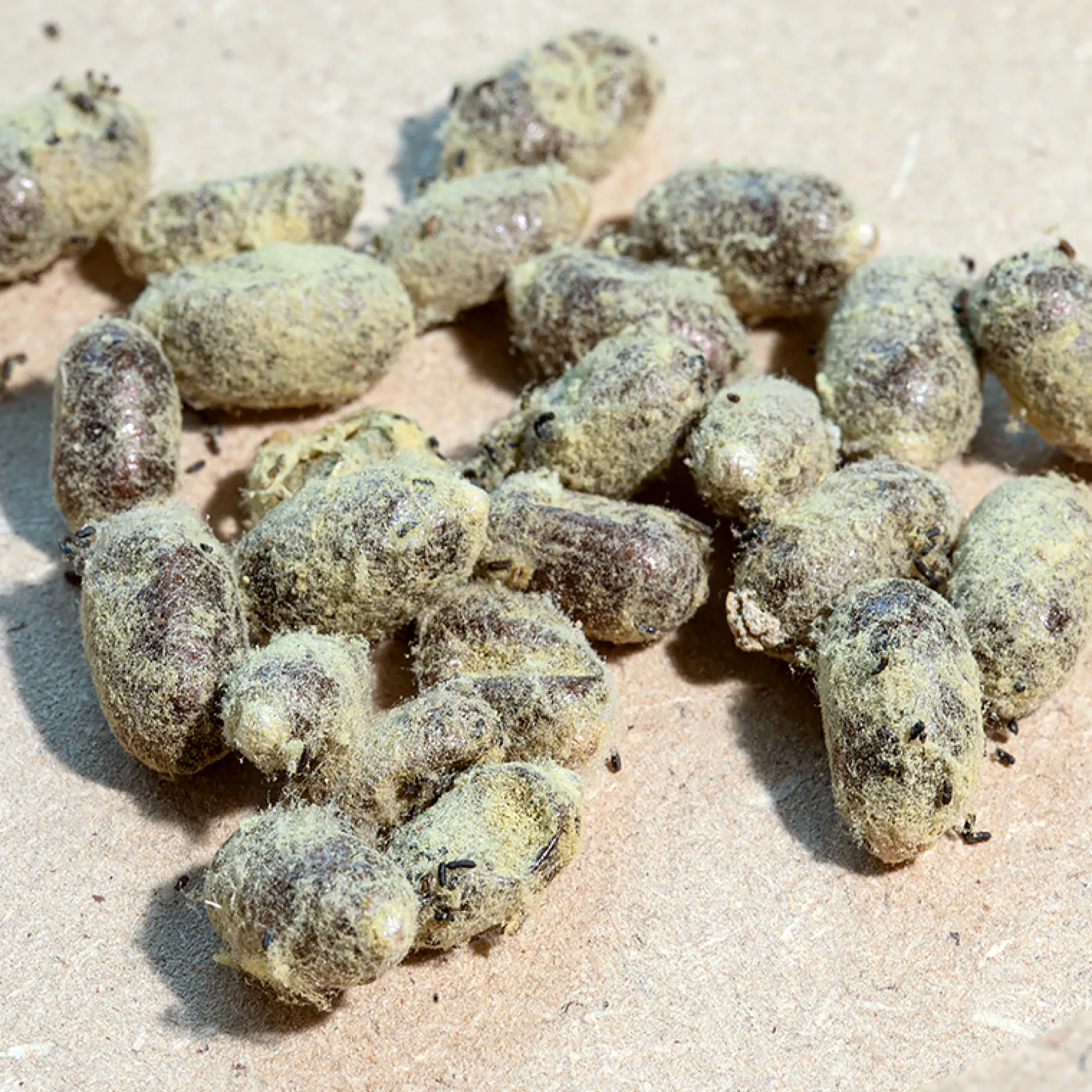 Hagemann Kokons für Wildbienenzucht, Rote Mauerbiene (25 Stück)