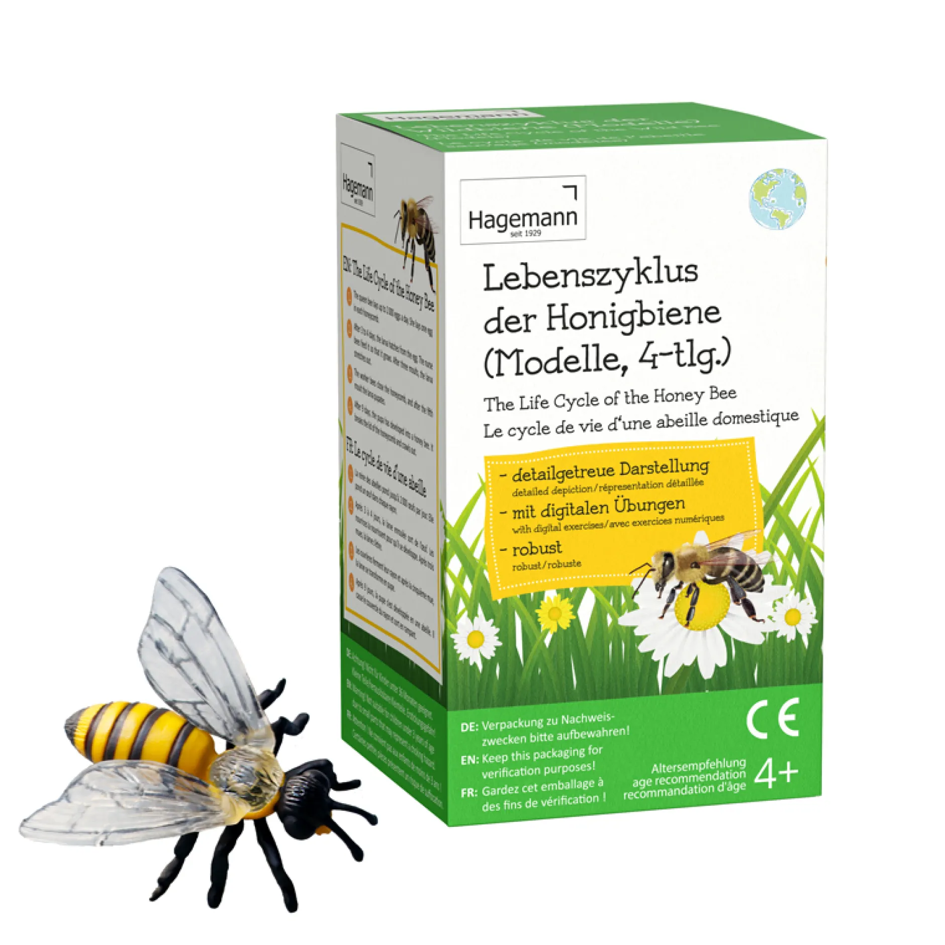 Hagemann Lebenszyklus der Honigbiene (Modelle)