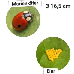 Hagemann Lebenszyklus Marienkäfer (magnetisch)