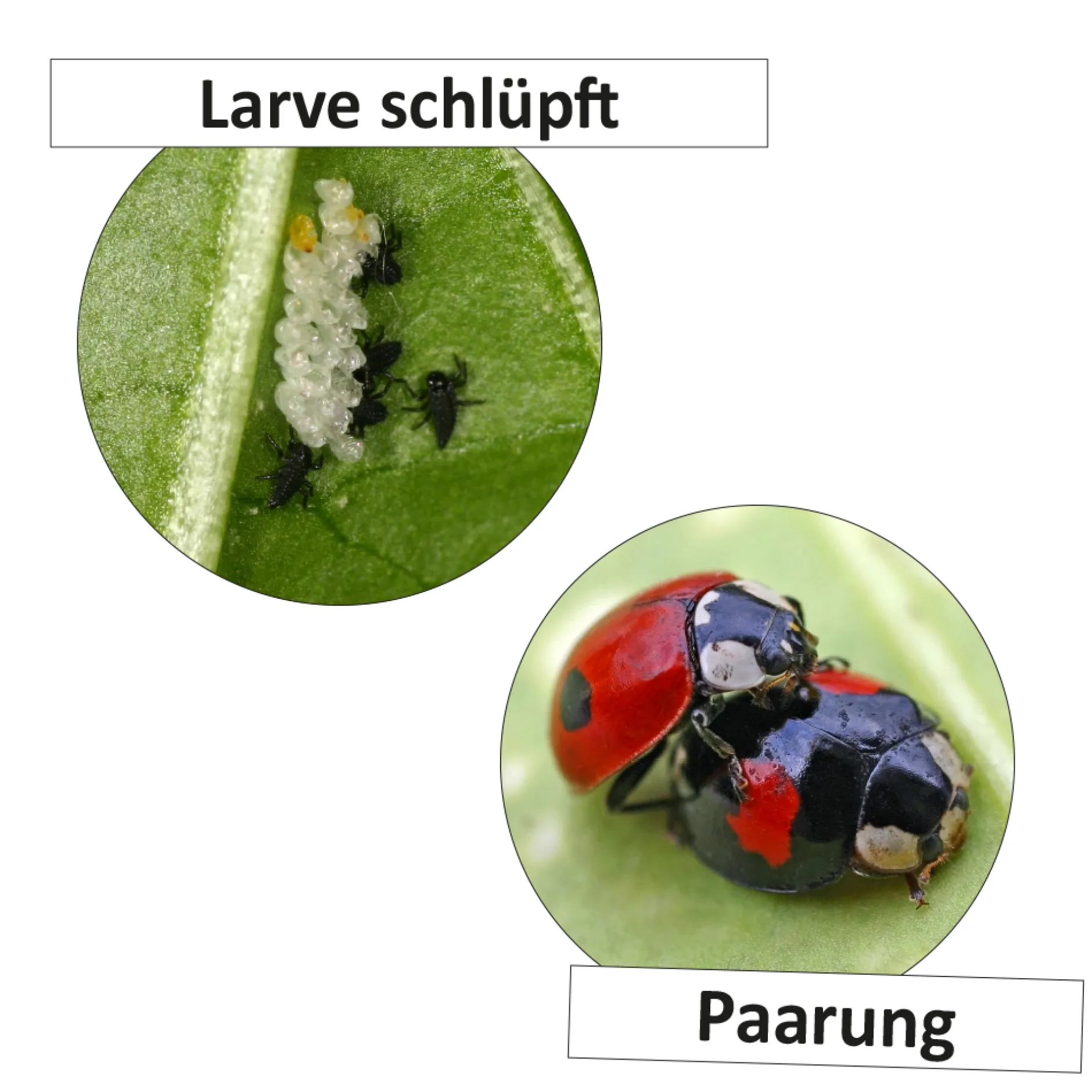 Hagemann Lebenszyklus Marienkäfer (magnetisch)