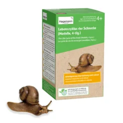 Hagemann Lebenszyklus-Modelle Schnecke, 4-tlg.