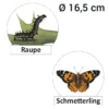 Hagemann Lebenszyklus Schmetterling (magnetisch)