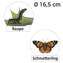 Hagemann Lebenszyklus Schmetterling (magnetisch)