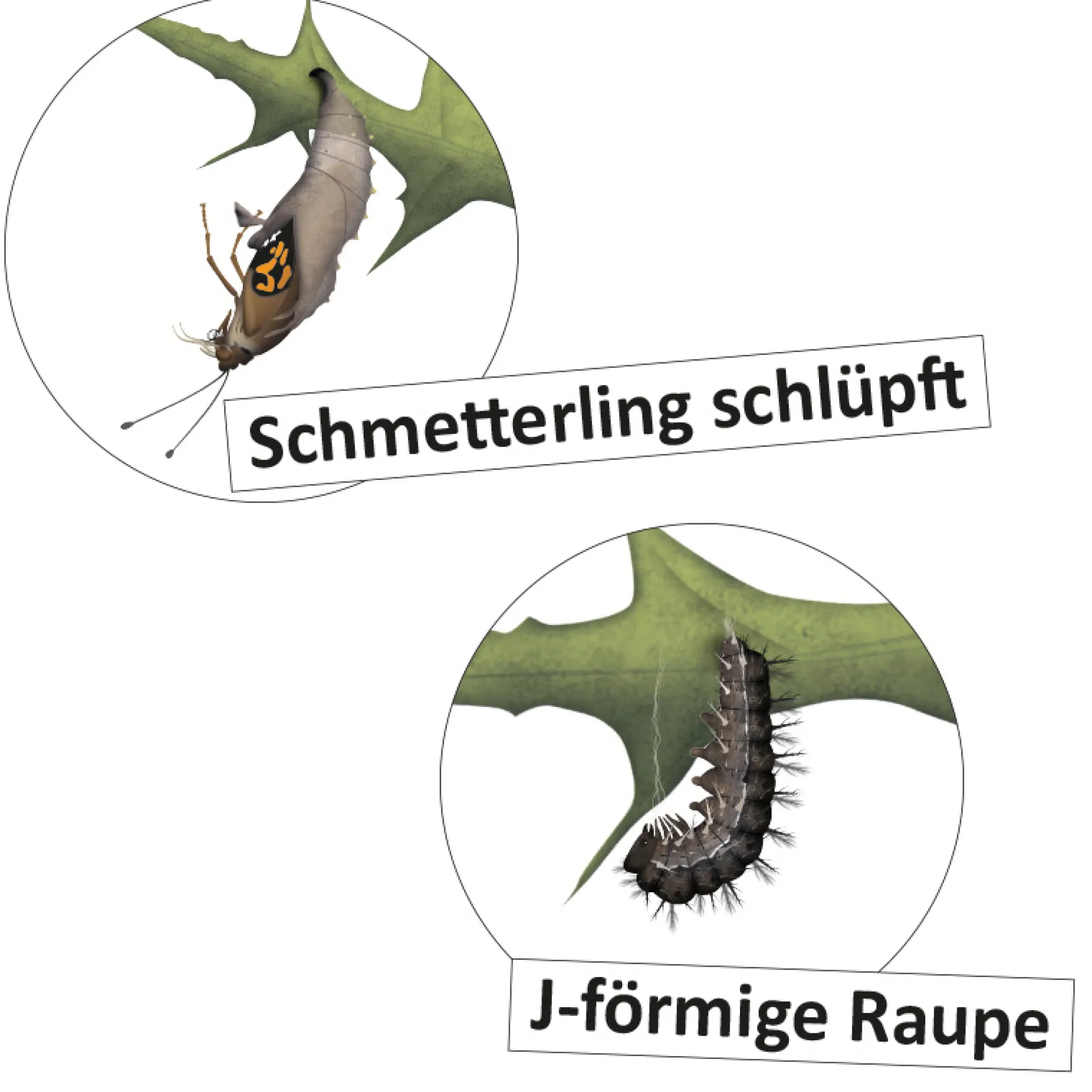 Hagemann Lebenszyklus Schmetterling (magnetisch)